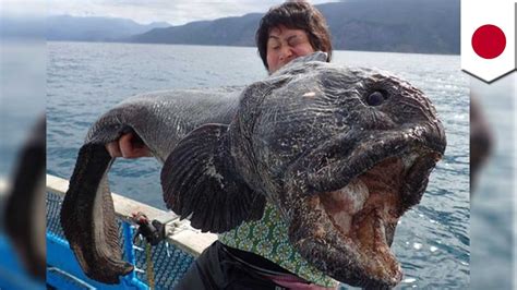 busiso fish|AQUARIUS FISH .